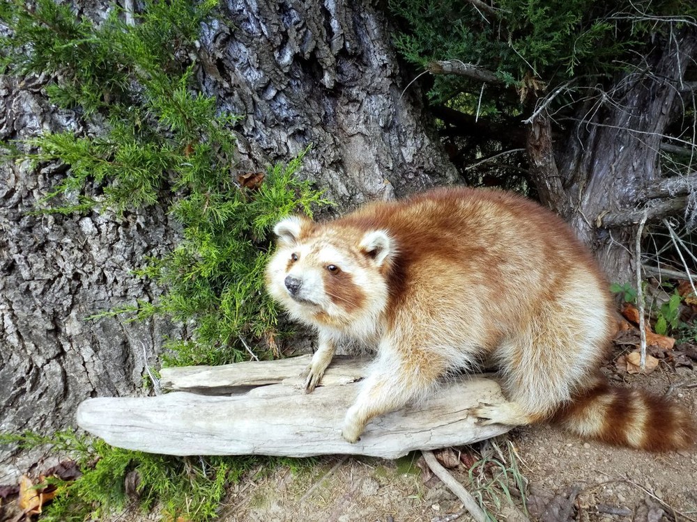 Unique Copper Colored Raccoon - RARE