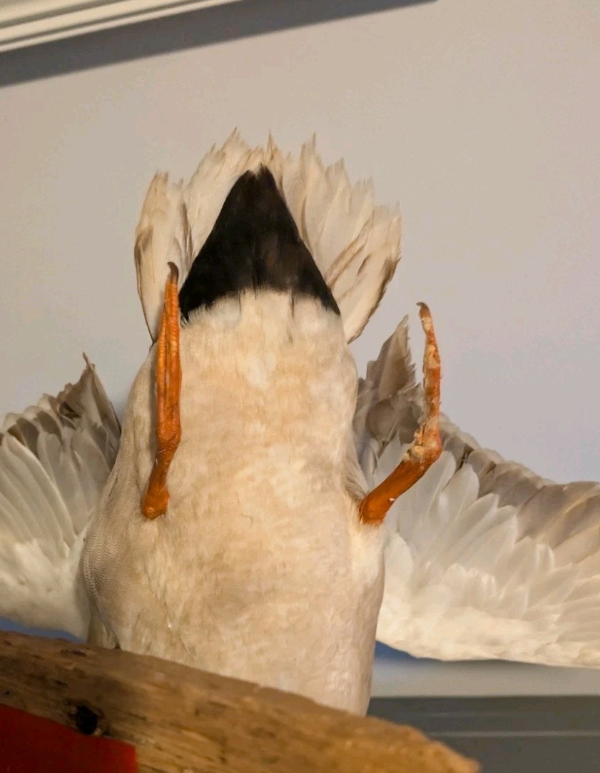 Vintage Antique Taxidermy Wall Mount Mallard Duck Drake on Wood