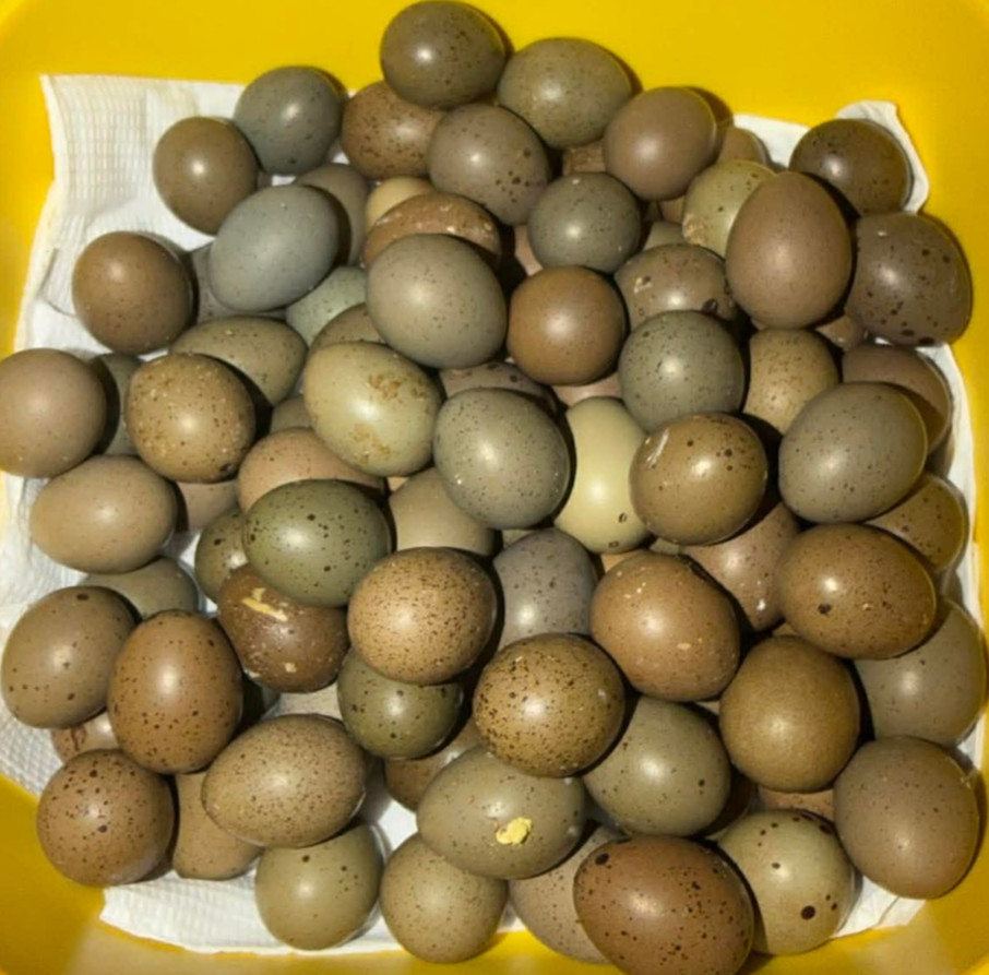 20+ Extra Button Chick (Button Quail) Hatching Eggs – Fresh & Multiple Colors