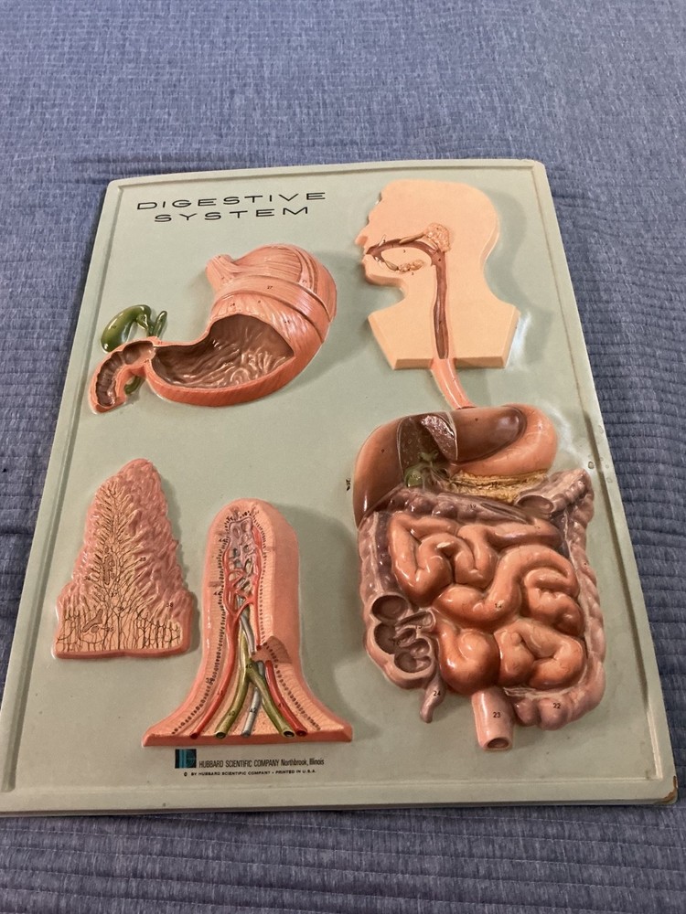 Hubbard VTG Human Digestive System Classroom Wall Display 3D