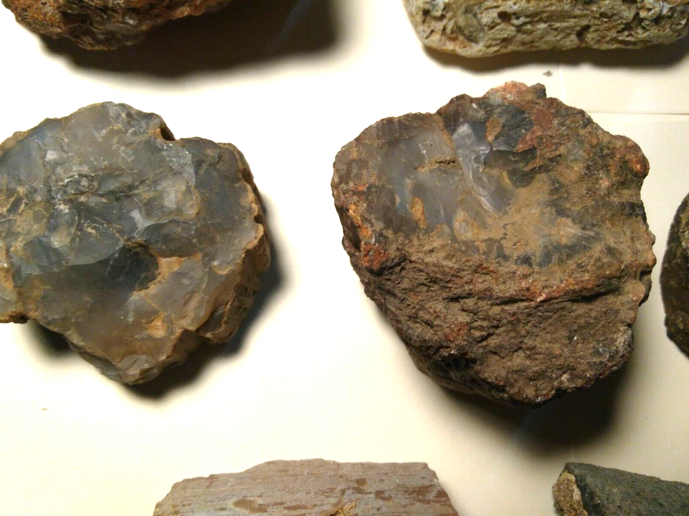 Petrified Wood Limb Casts- Over 10-1/2 lbs.