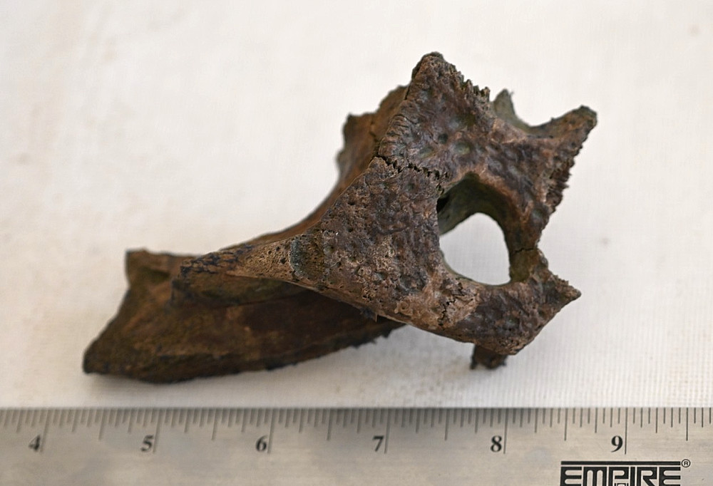 Partial Fossil Alligator Skull from Florida