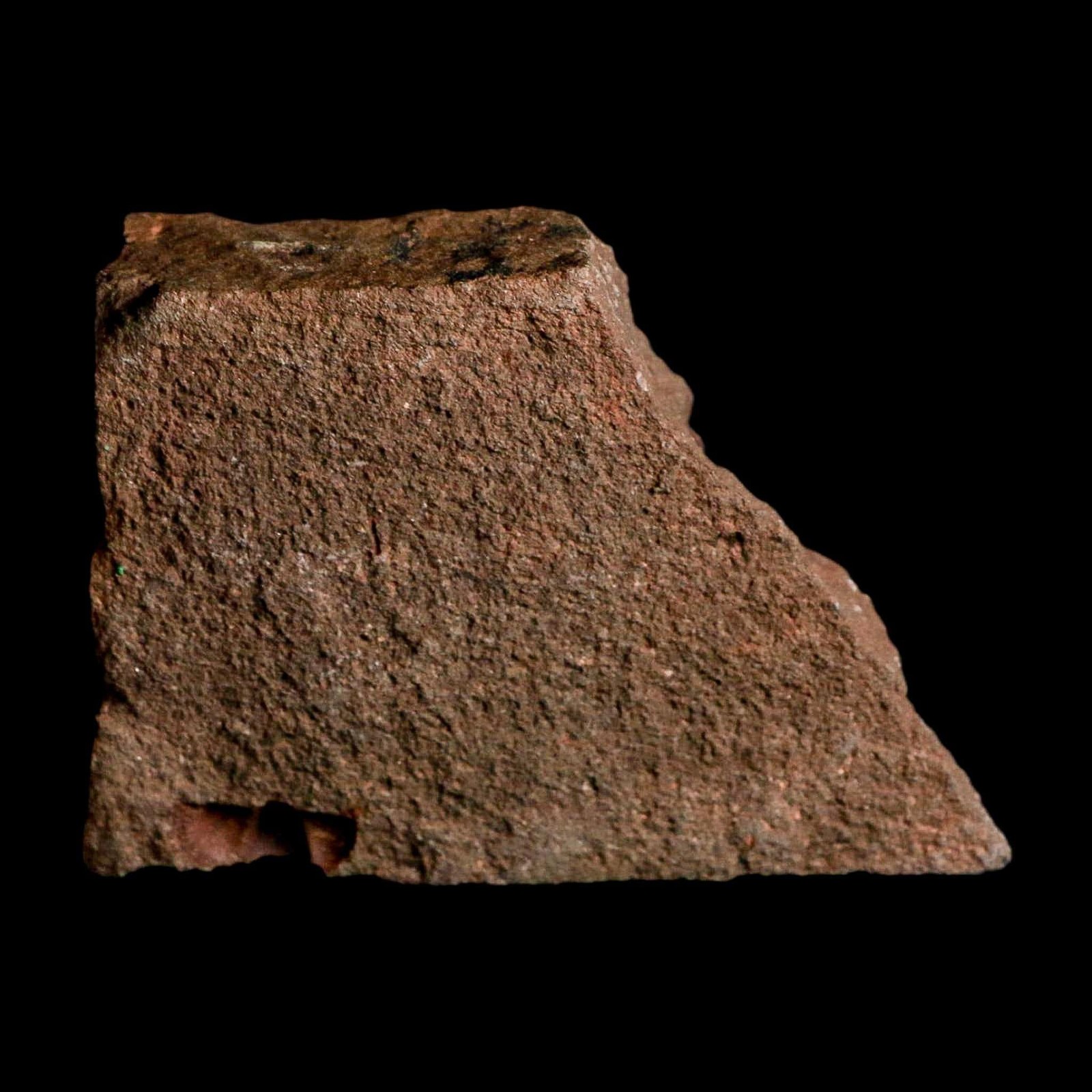 3.9" Trilobite Mortality Plate Fossil Devonian Age 400 Million Years Old COA