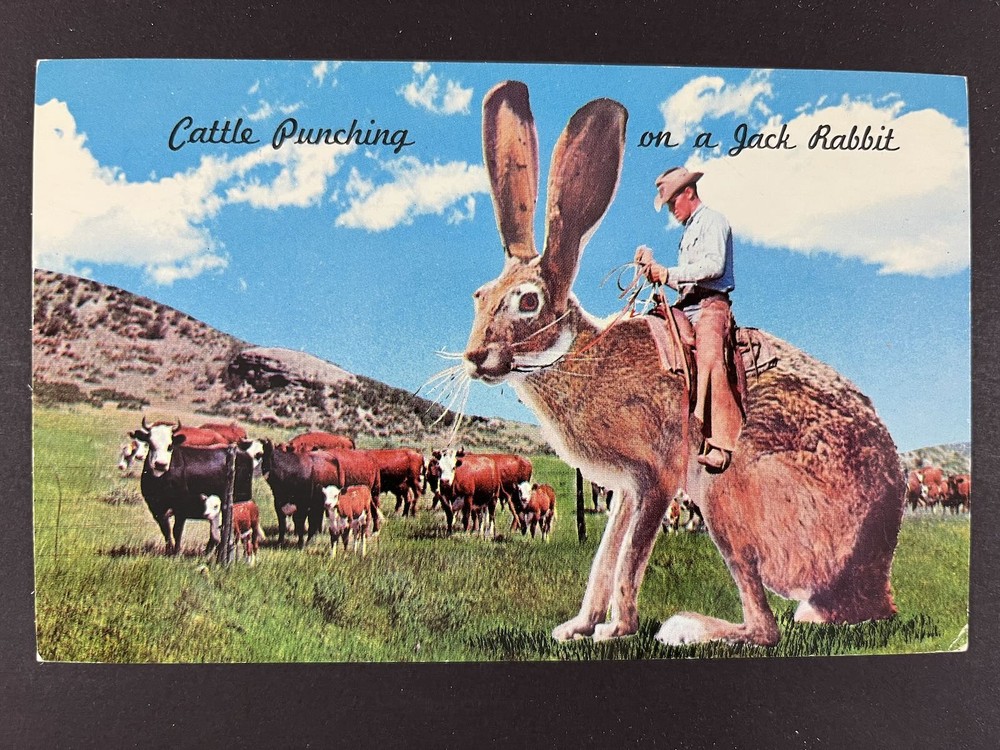 Cattle  Punching on a Jack Rabbit 1965
