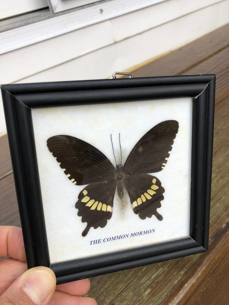 Framed Butterfly Common Mormon
