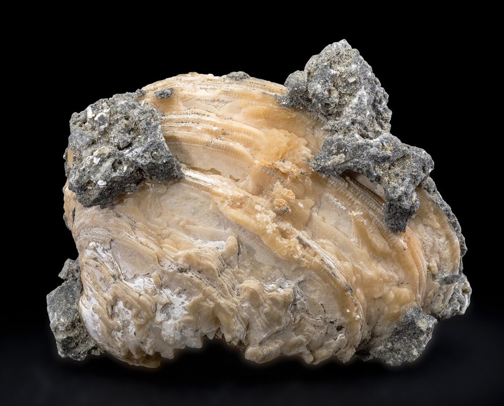 Fossil Clam - Ruck’s Pit - Fort Drum, Florida