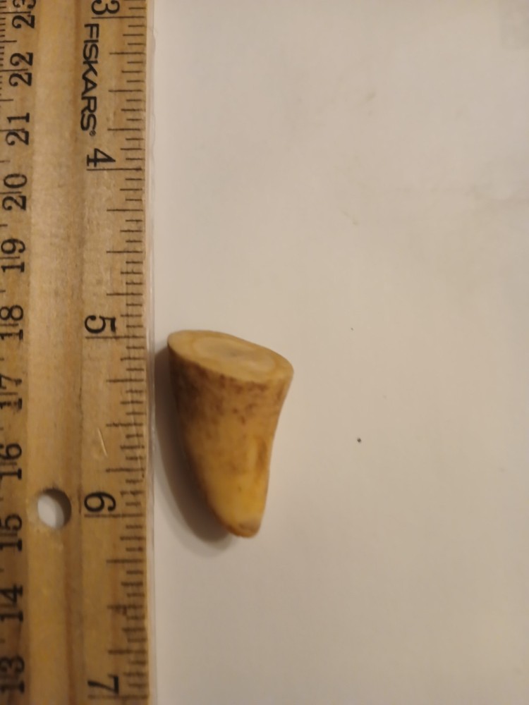 Fossilized Fa*ng From Extinct Pre*datory Fish~ Mosasaur From Morocco