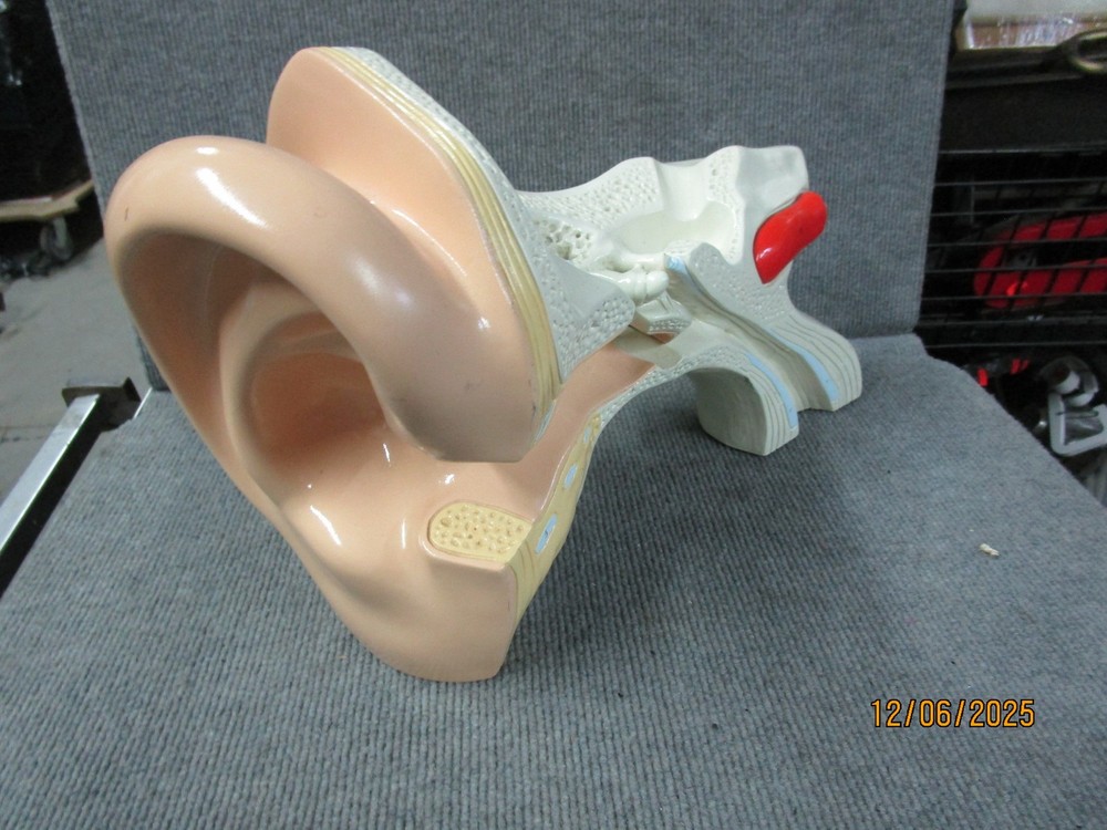 Denoyer Geppert Medical Ear Display