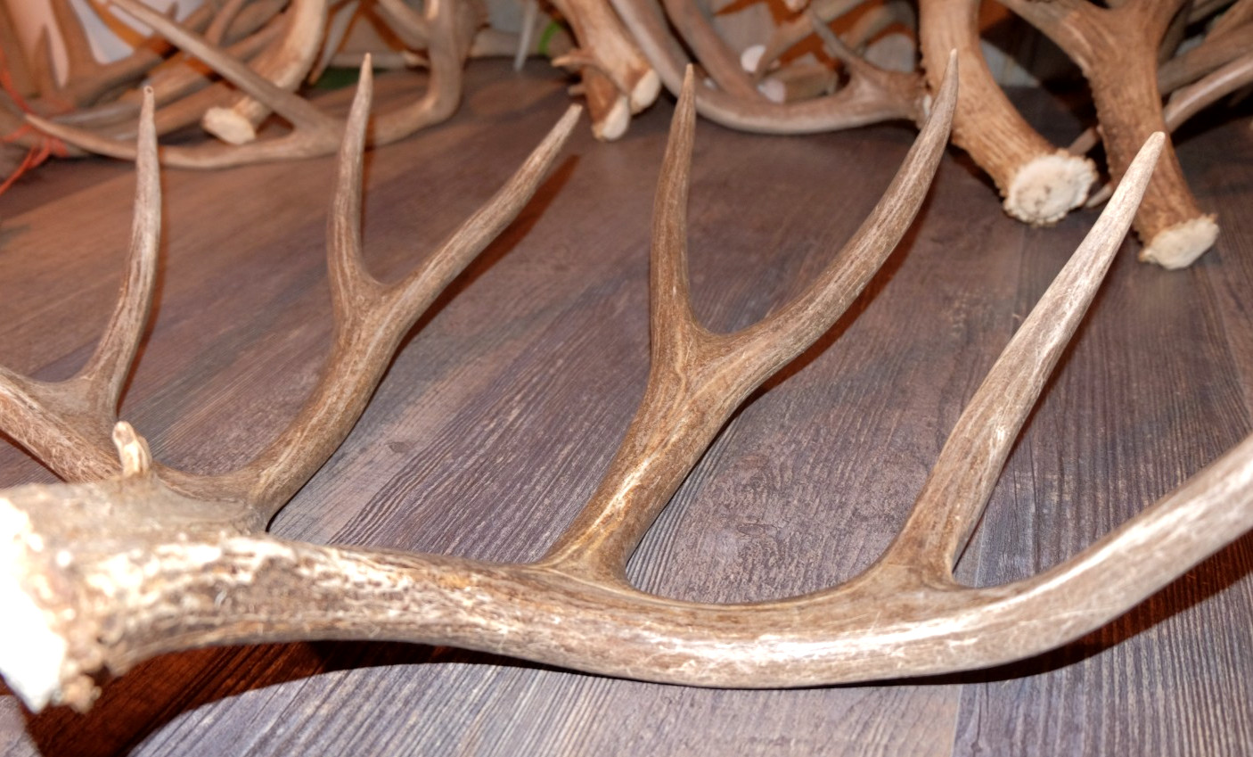 Nice Set Mule Deer Antlers Sheds Taxidermy Mount Cabin Decor Buck Horns