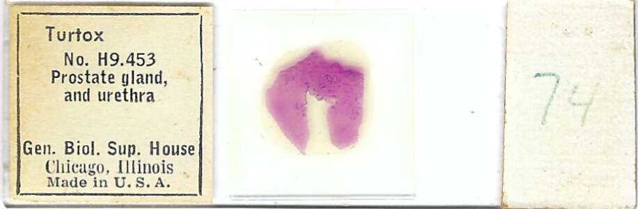 Mammalian Prostate Gland and Urethra Microscope Slide