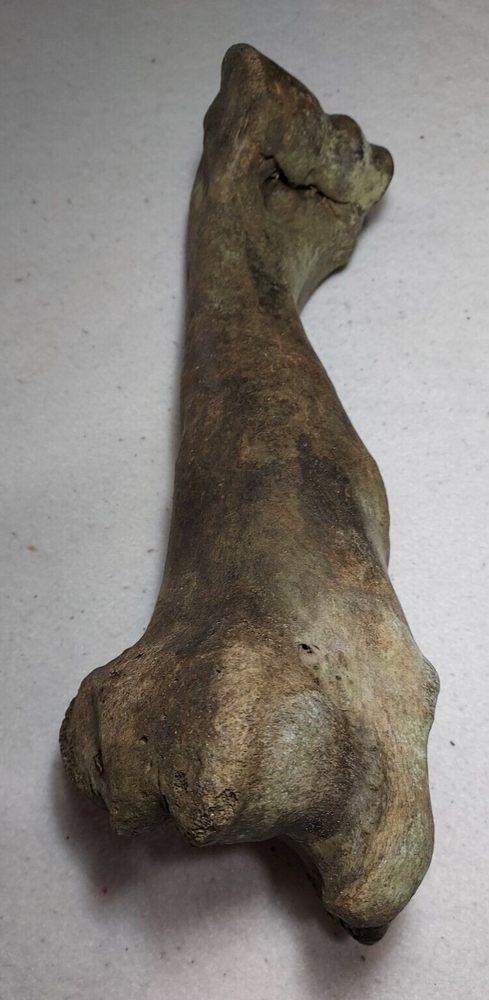 Bison Right Humerus Bone Fossil from Ice Age
