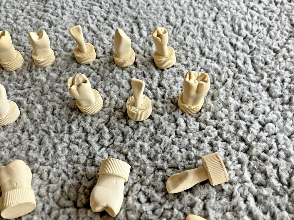 DENTAL TEETH Models 28 pcs Typodont Demonstration For Students Teach Tooth Study