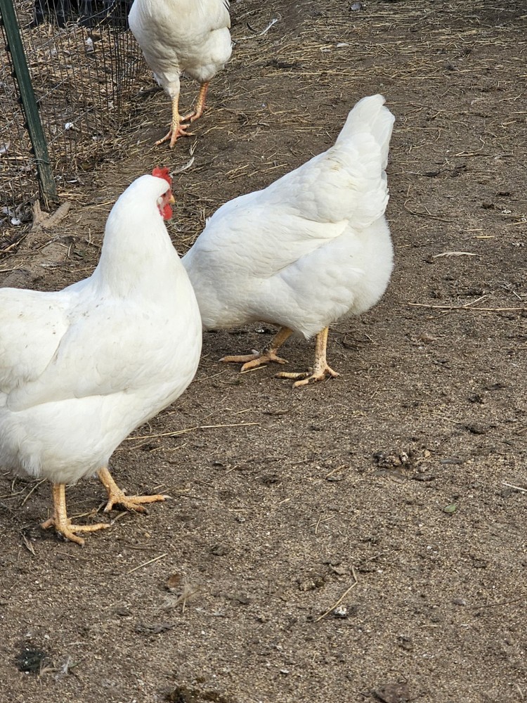 12 Rhode Island White Hatching Eggs