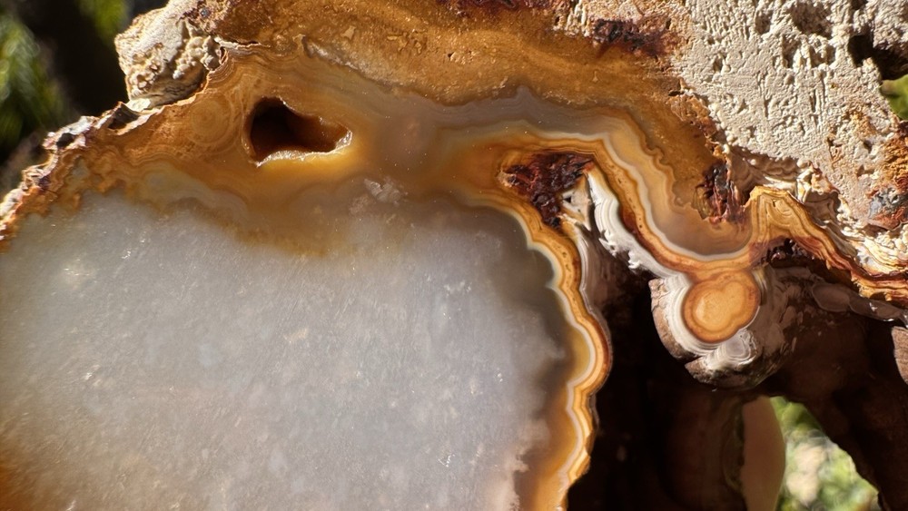 Agatized Coral Polished