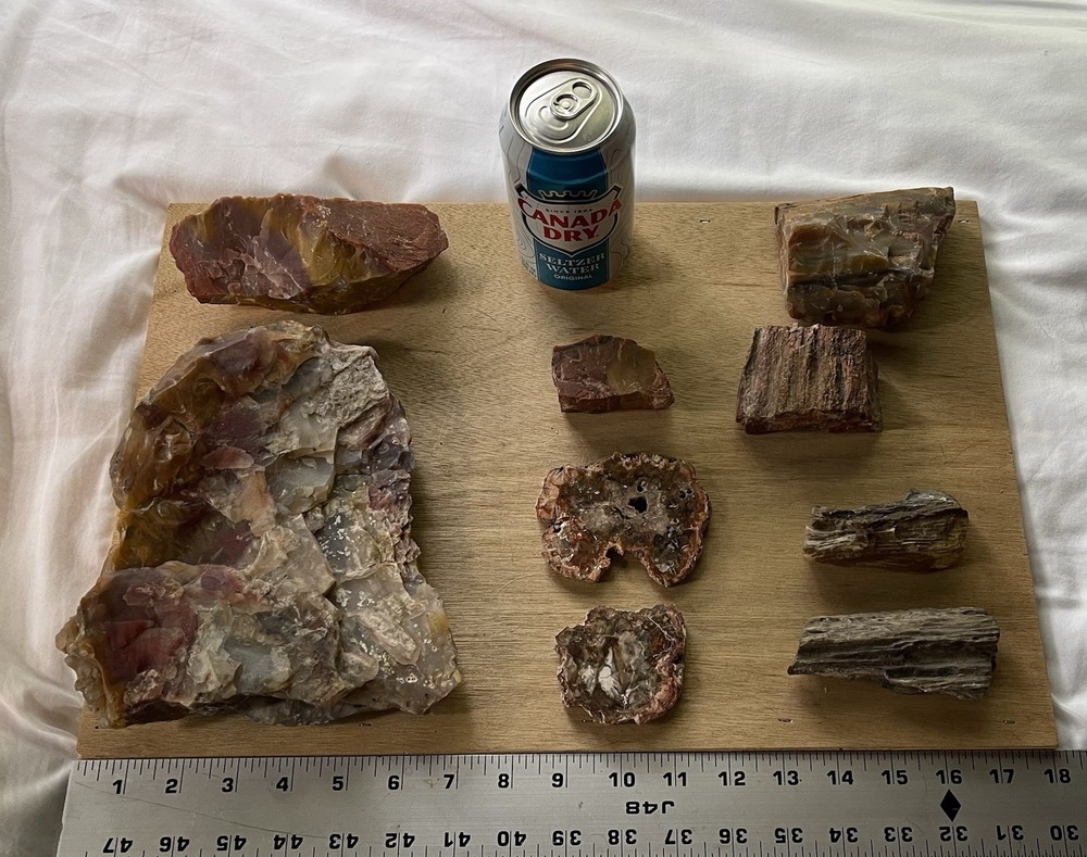 Petrified Wood Collection