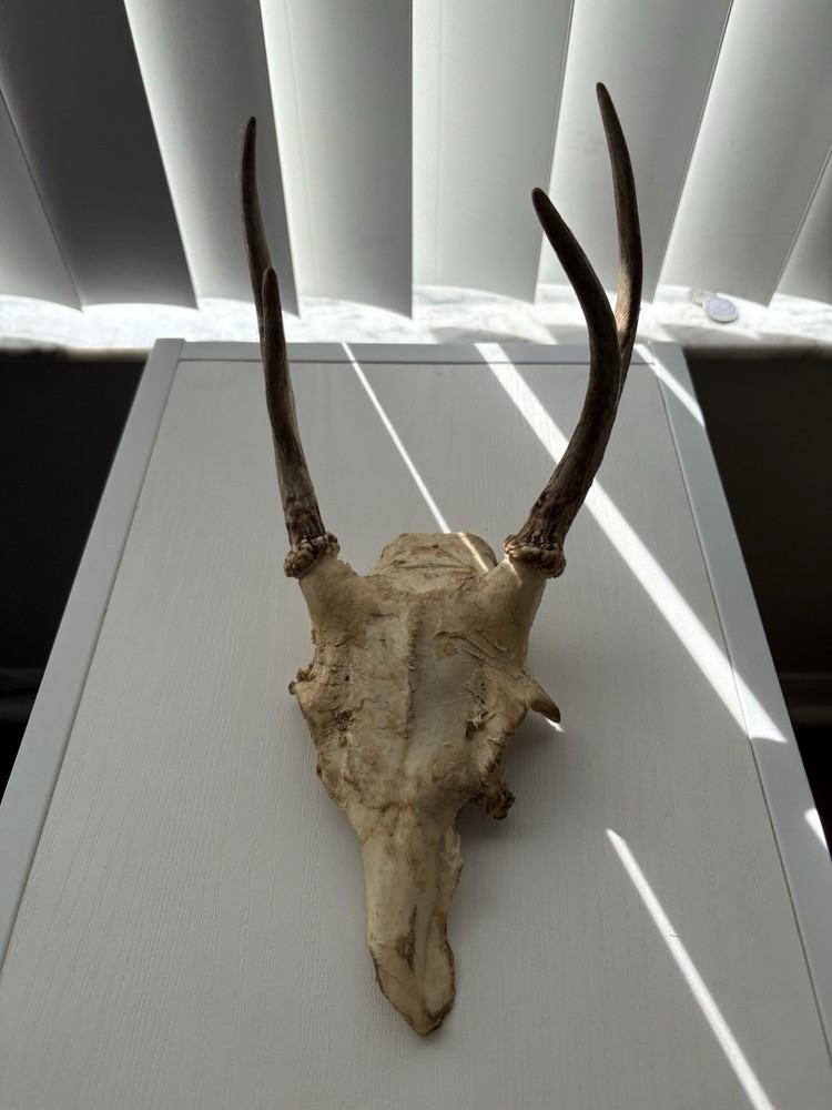Deer Skull