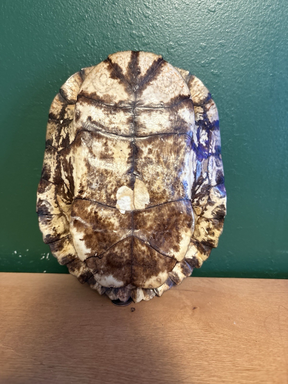 Turtle Shell Taxidermy Small Animal Natural Shell From Animal 7x5x2 in