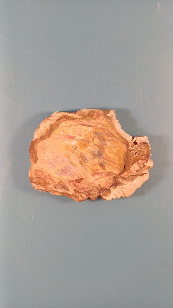 Fossiled Wood Millions Year Old From Madagascar