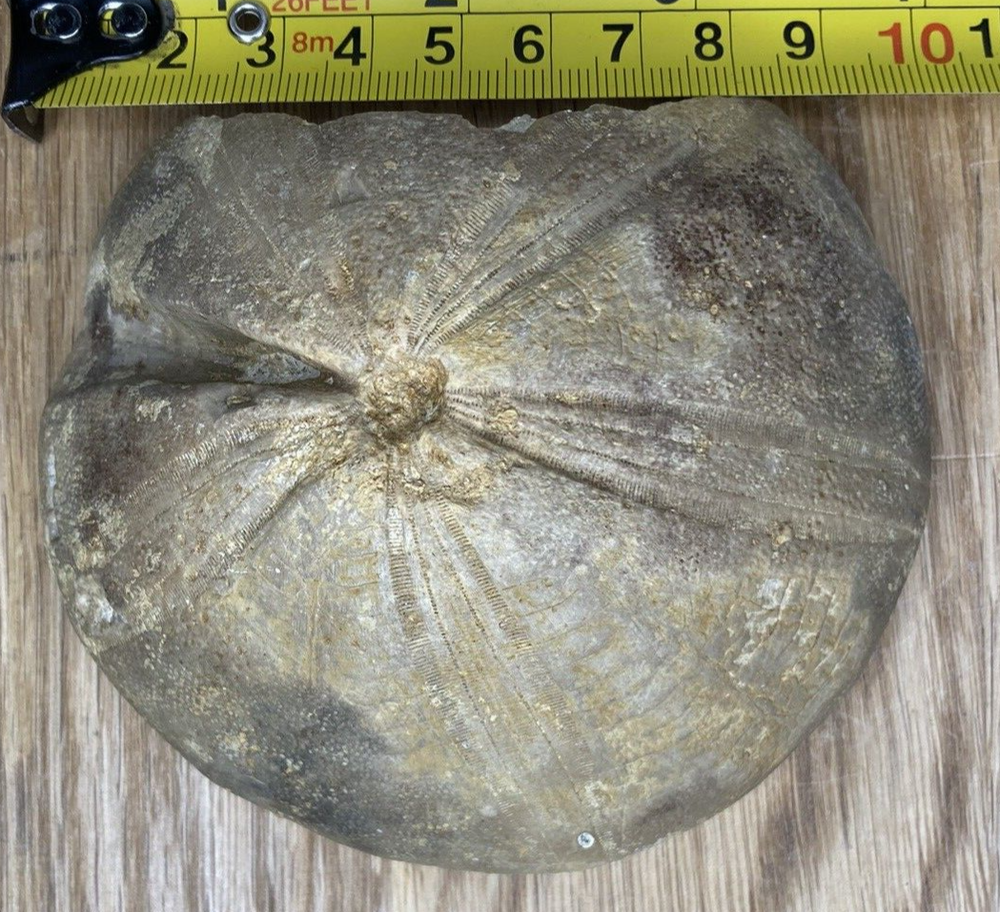 Fossil Specimen, Echinoid, Clypeus Ploti, 101mm