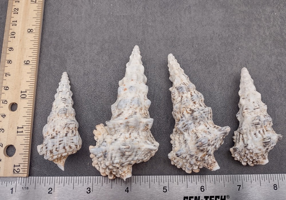 Knobby Cerithium Seashells White Black (3 shells approx. 2+ inches)