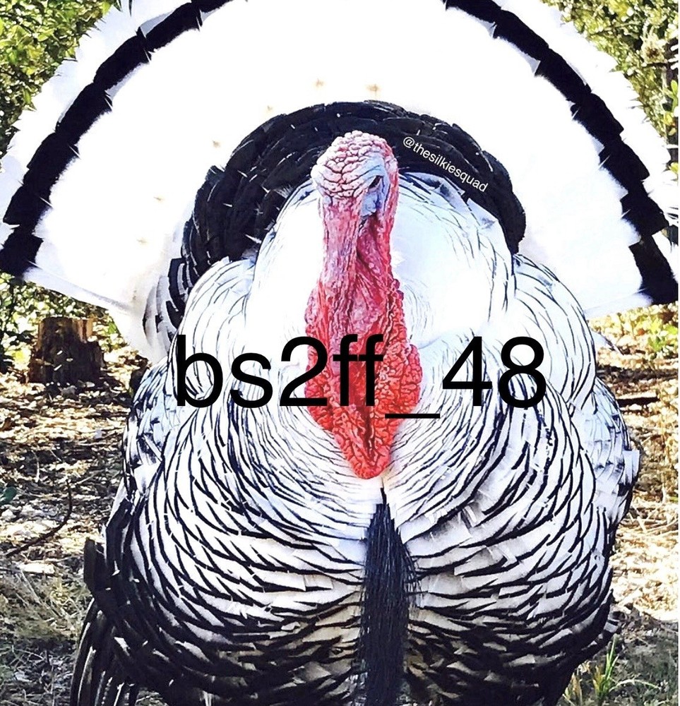 6 Royal Palm Turkey Hatching Eggs