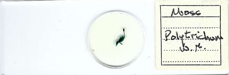 Polytrichum sp. w.m. Microscope Slide