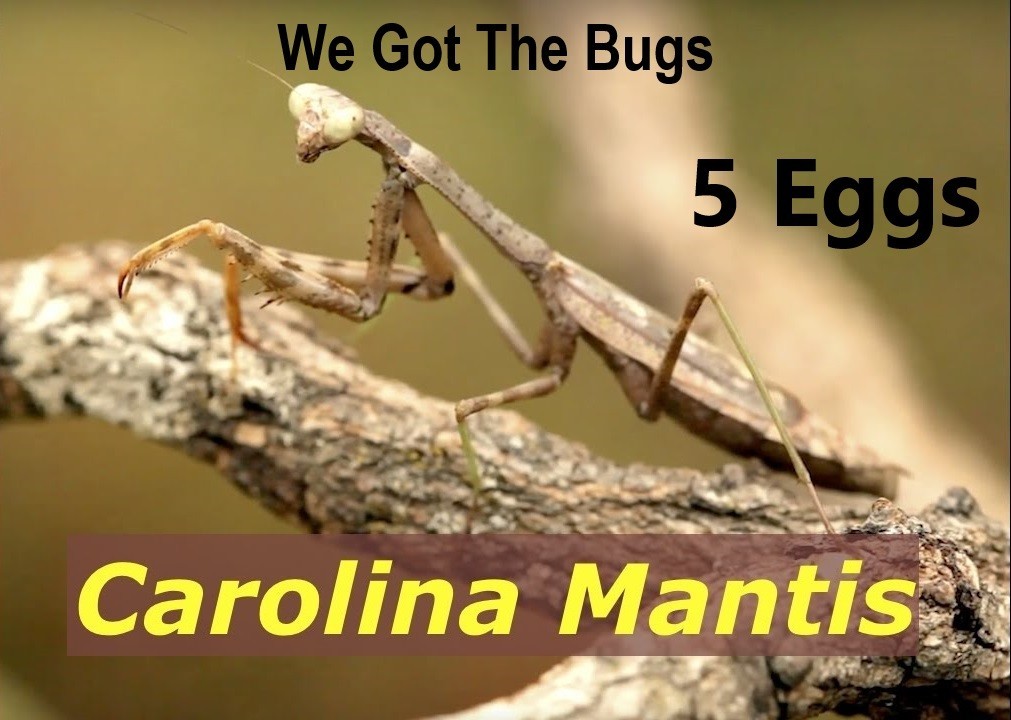 5 Freshly Harvested Carolina Praying Mantis Egg Cases Fresh Picked 2026 season.