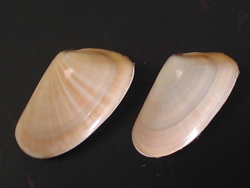 Very Cool...DONAX TRUNCULUS~2pc~Cyprus SEASHELL