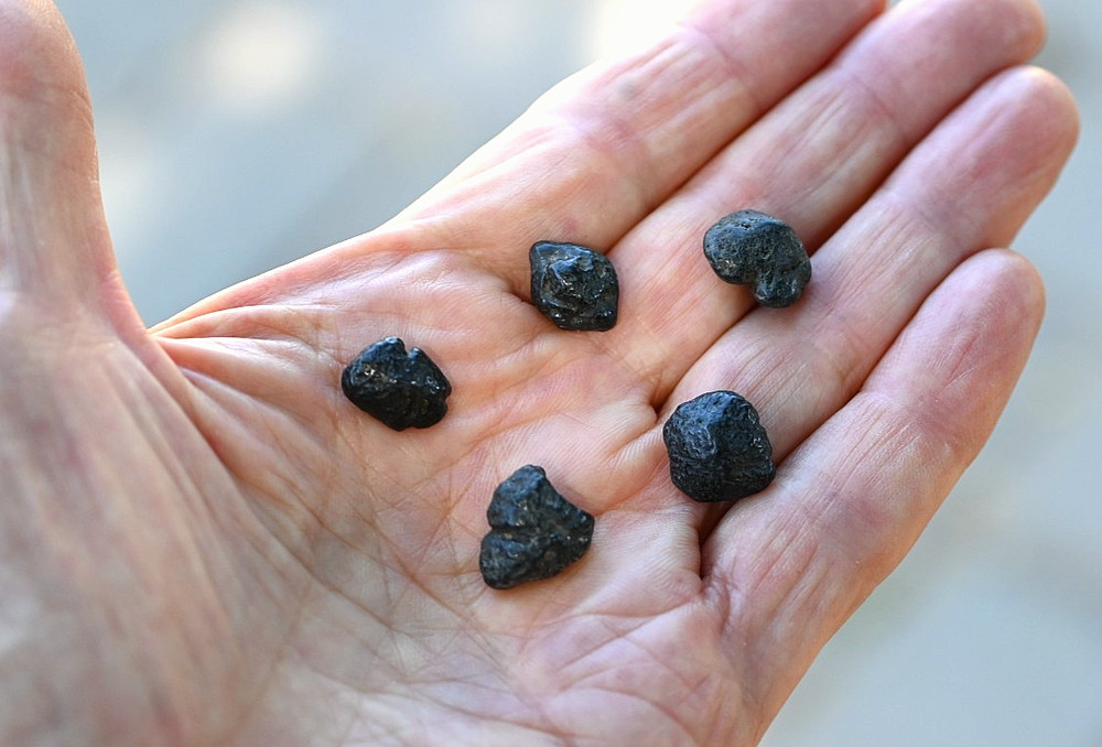 5 Fossil Ground Sloth Dermal Ossicles