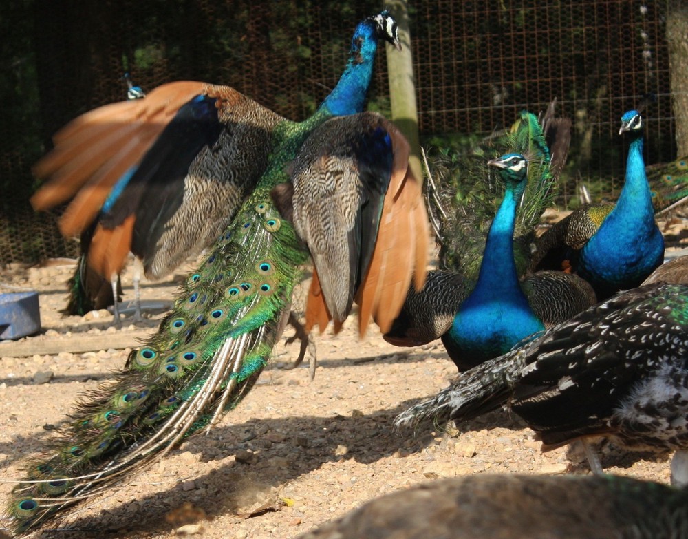 4 Peacock Hatching Eggs
