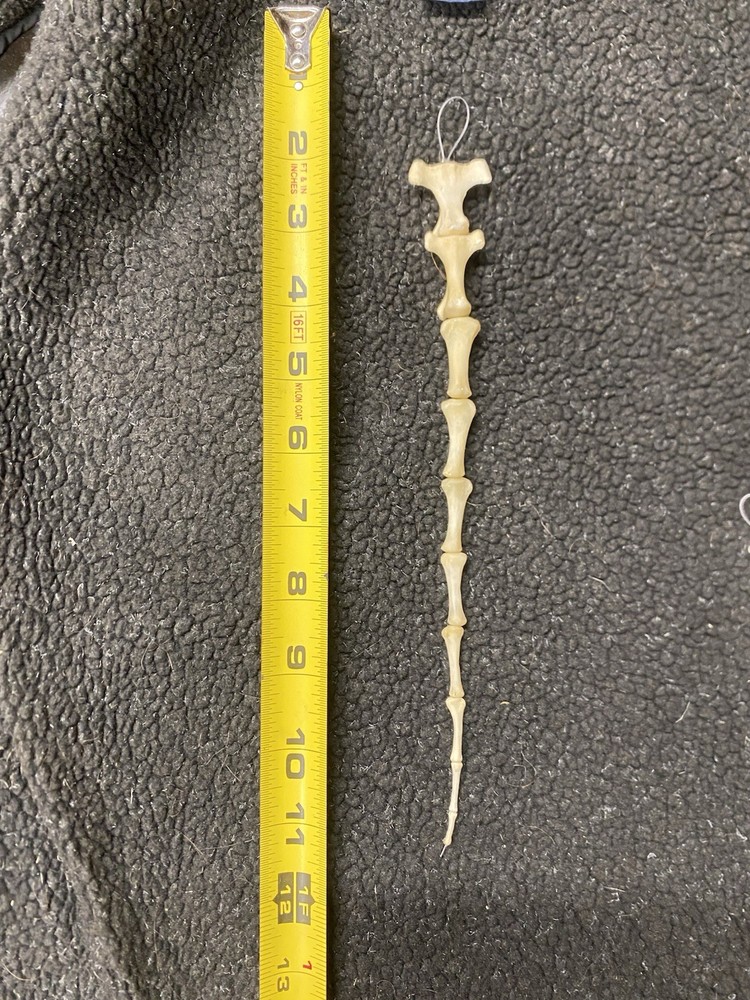 Real cleaned Deer tail bone set, carefully strung on a fine cable for display