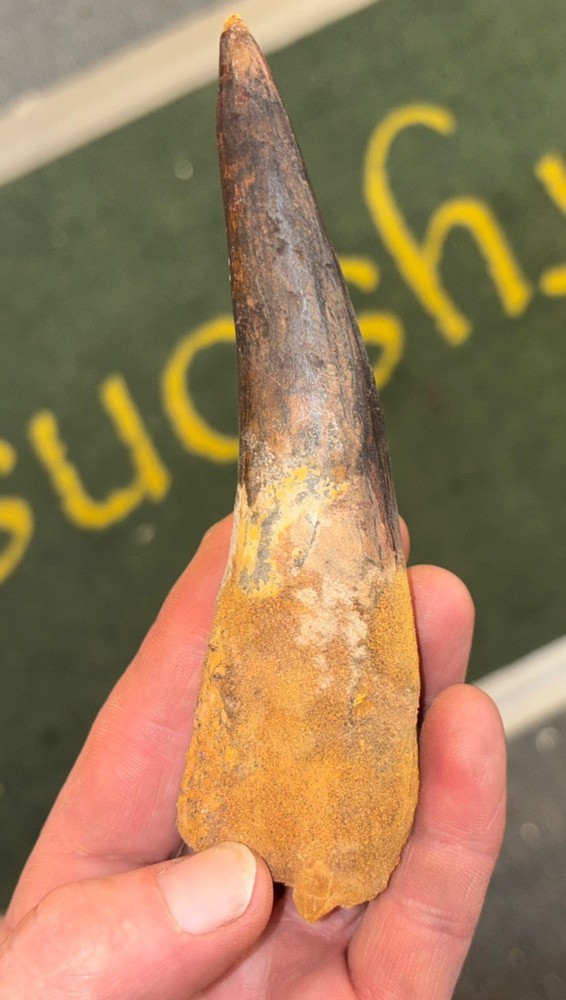Authentic 5 5/8” Spinosaurus Tooth Fossil