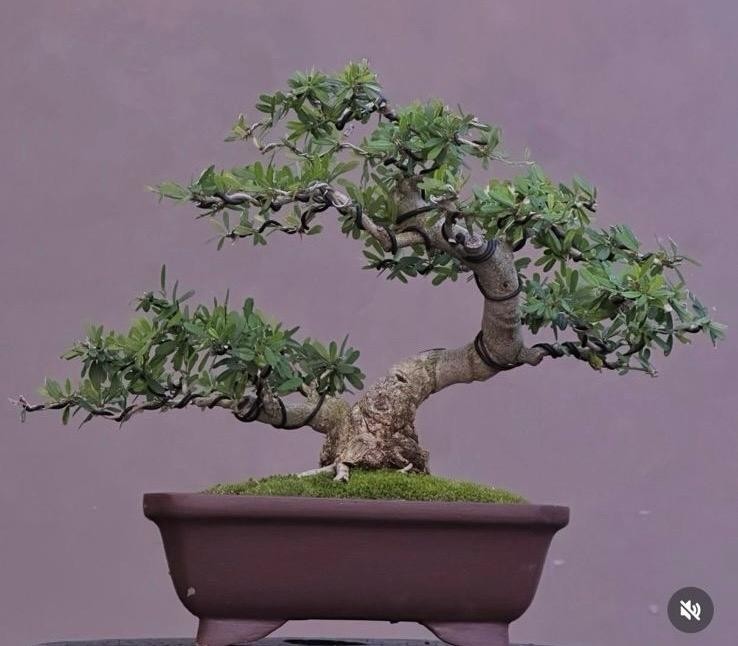 Desmodium - Saengsimbur Living Tree Bonsai Tree