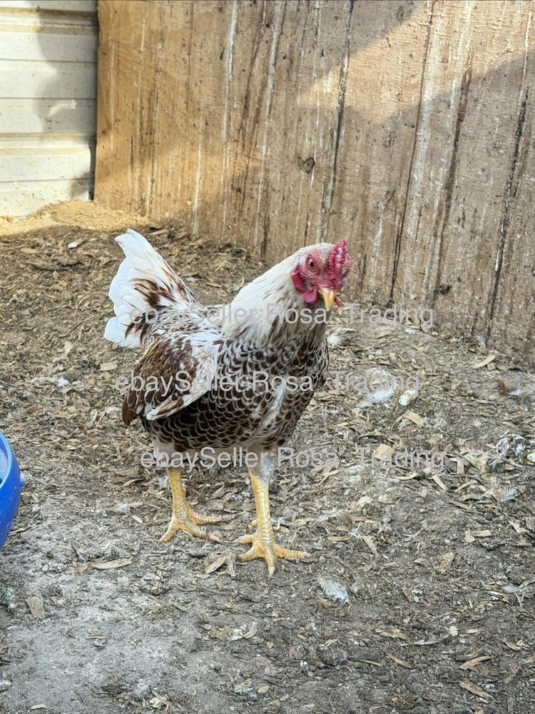 Red white Laced Cornish Bantam Hatching Eggs 10 Pcs