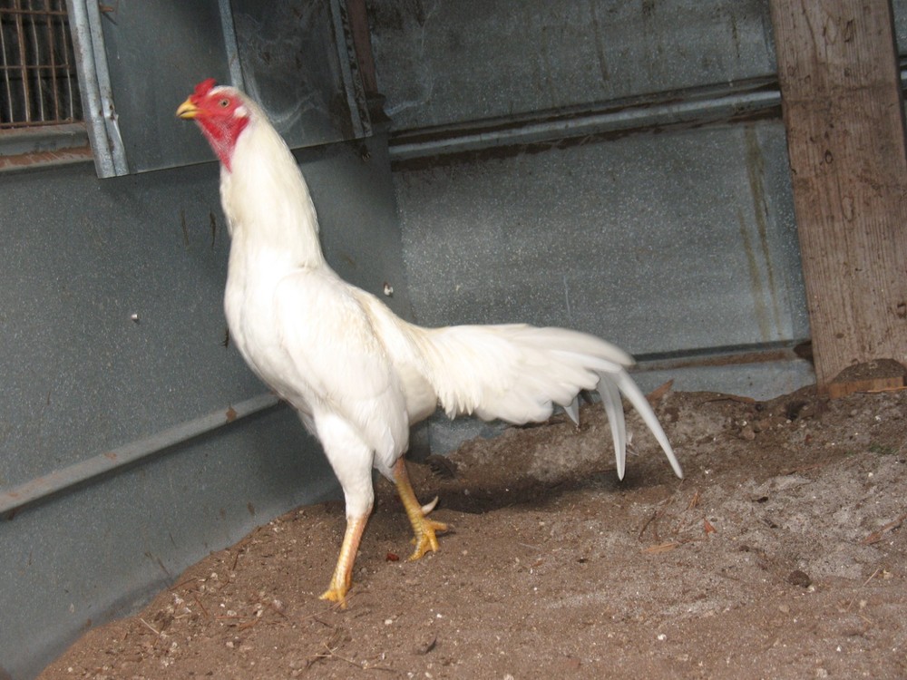 12 ASSORTED WAHL ASIL EGGS