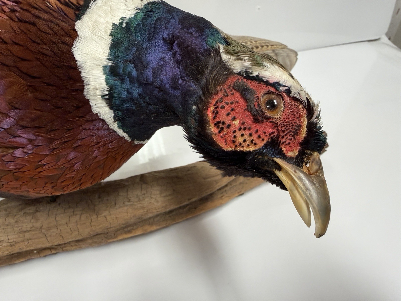 Pheasant Wall Mount Taxidermy Real Skin Flying Ring Neck Rooster On Wood Vintage
