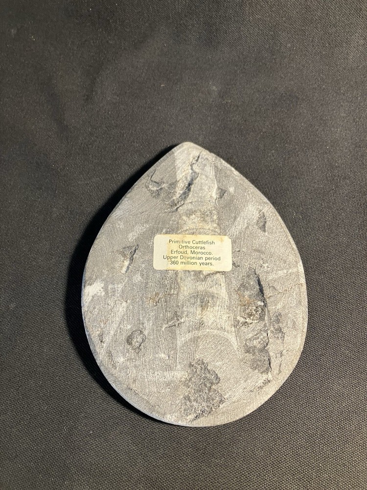 Fossil, Primitive Cuttlefish,Morocco. Polished.