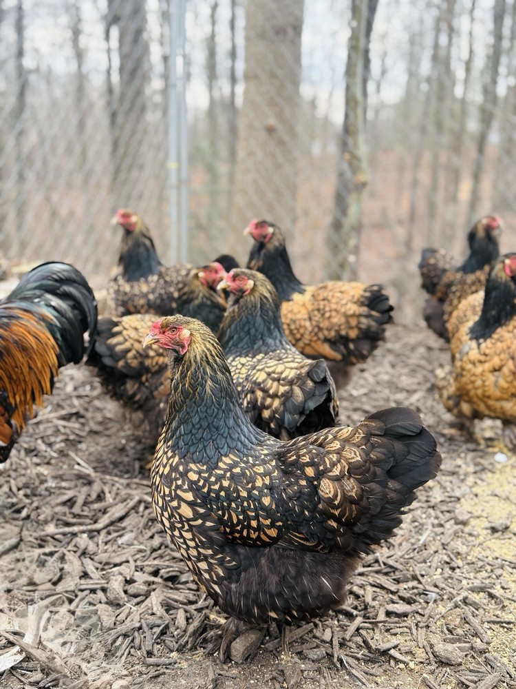 12++ Gold Laced Brahma Hatching Eggs