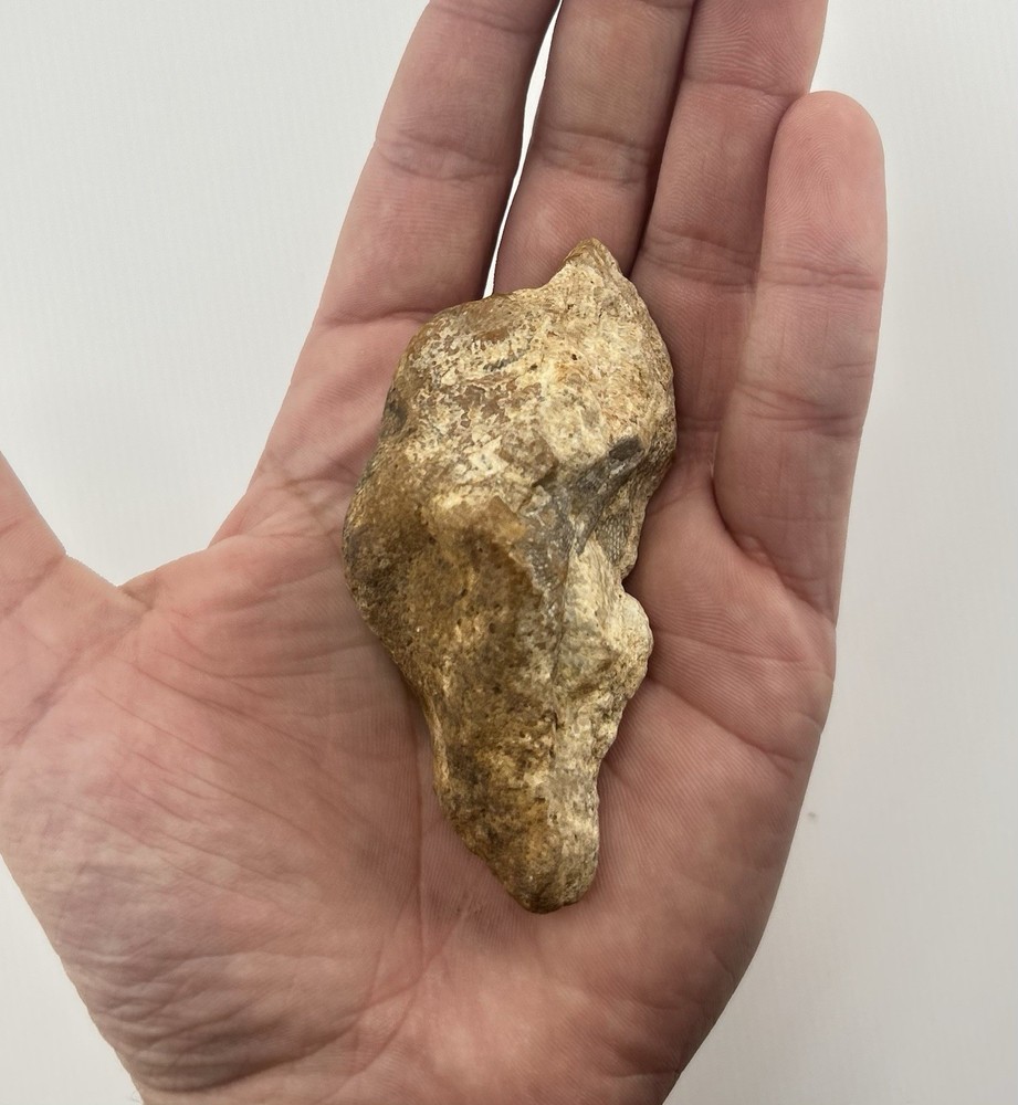 Rare Cretaceous Fossil Fish Scales/Pattern