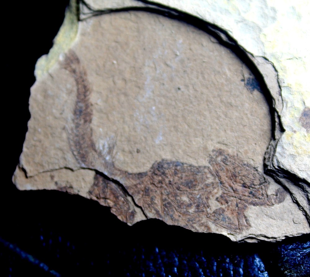 Oligocene fossil fish