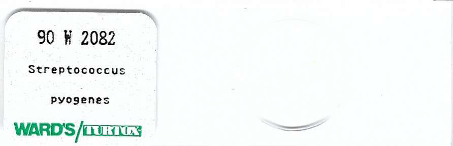 Streptococcus pyogenes Microscope Slide