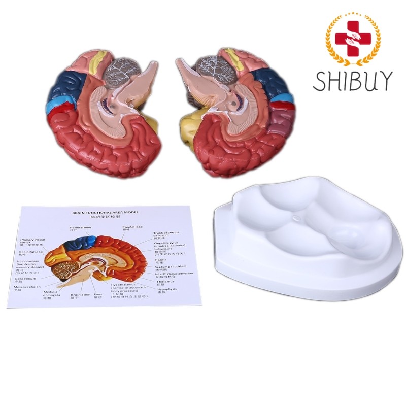Life Size Human Brain Functional Area Model Anatomy for Model