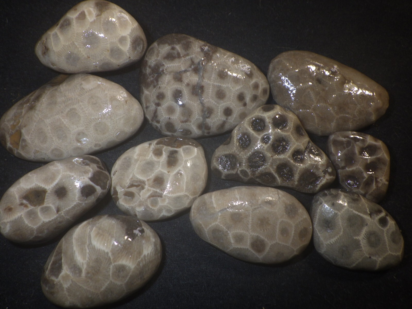 Unpolished Petoskey Stones 1 Pound