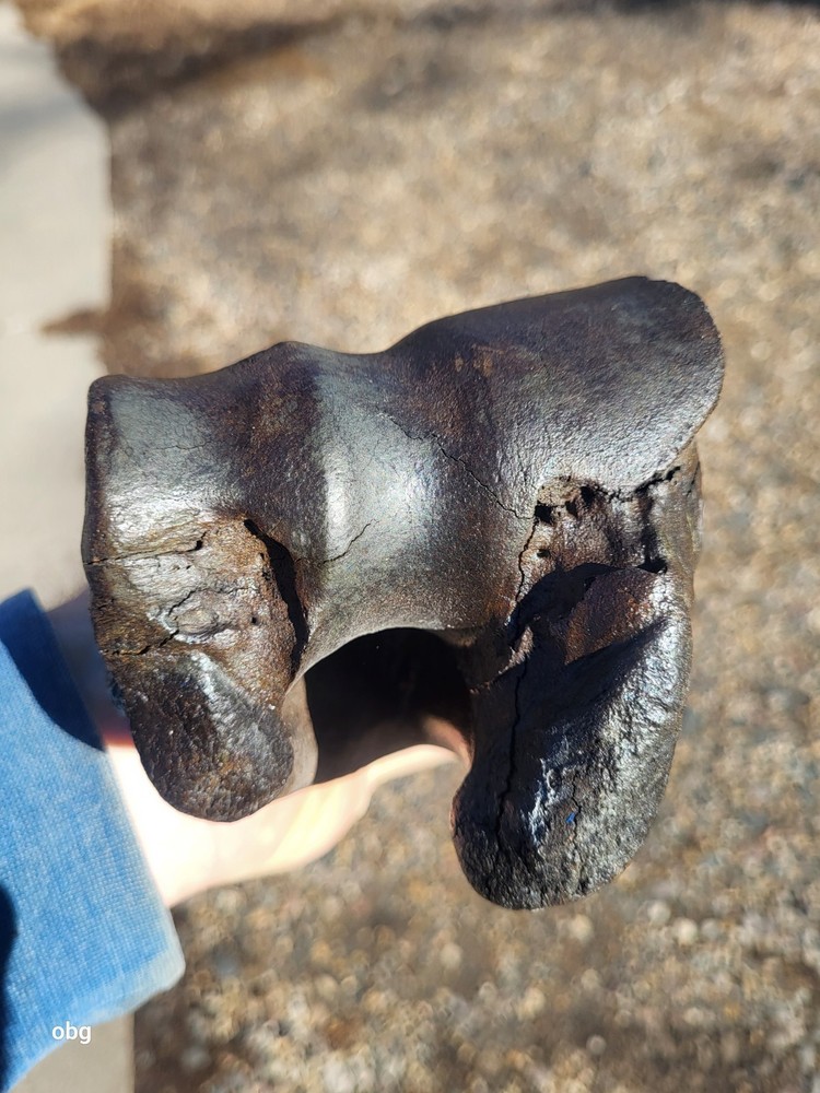 Historic Bison Humerus Bone not a fossil