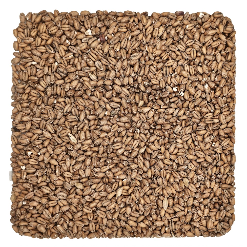 Home Brew Ohio Red Wheat Grain 1lb