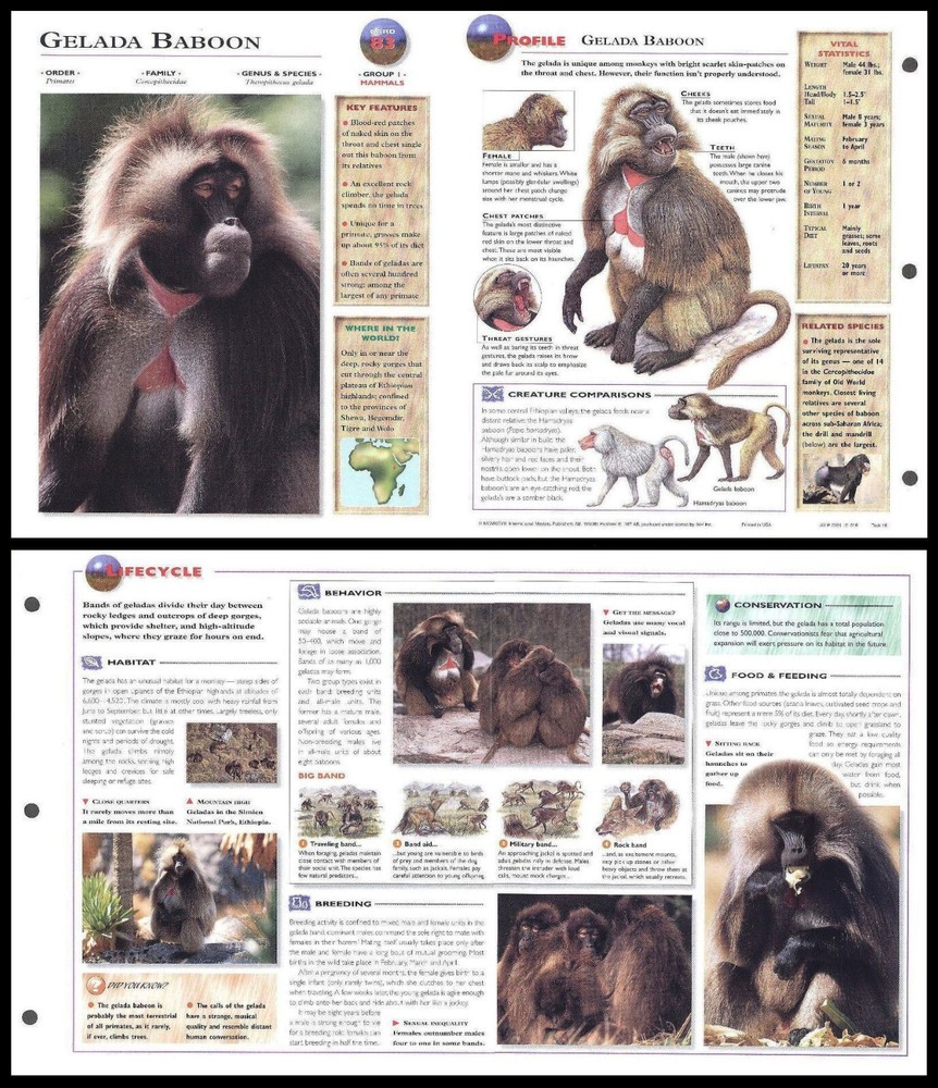 Fold-Out Sheet - Gelada Baboon - 83