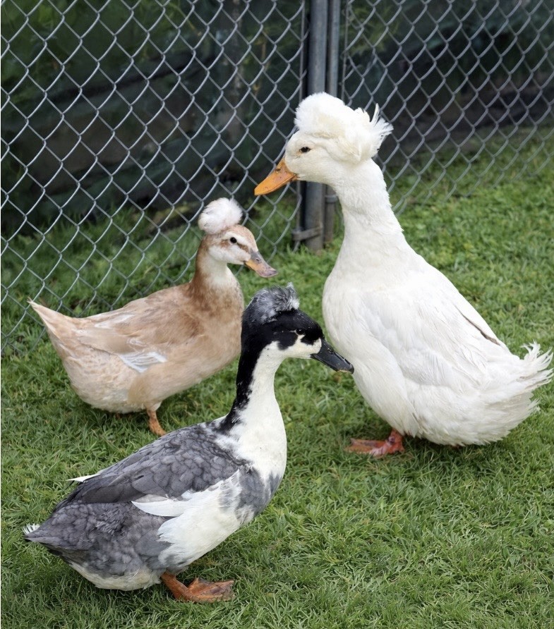 12 Pack Crested Duck Eggs
