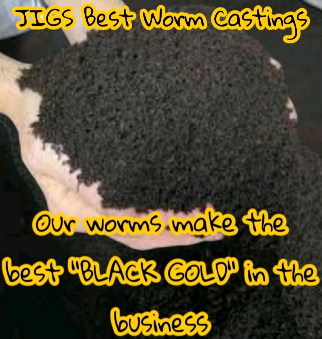 (JIGS) Live #1 Red Wigglers Composting Worm Mix, FREE SHIPPING! No Manure!