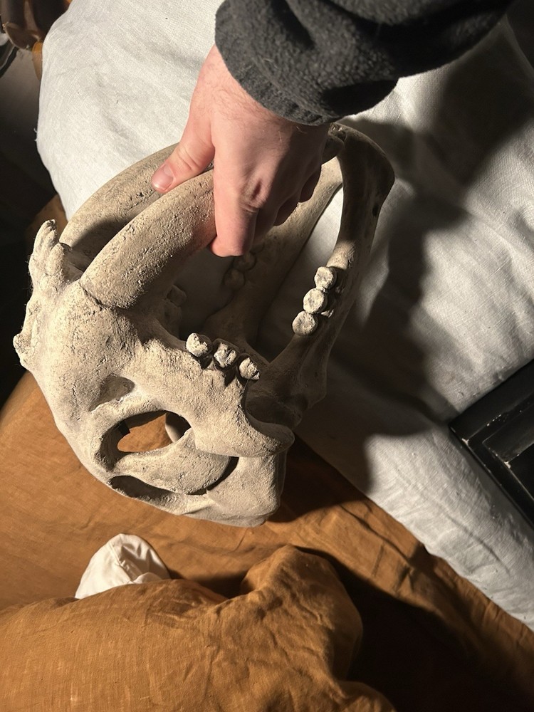 Design Toscano Saber Tooth Tiger Skull