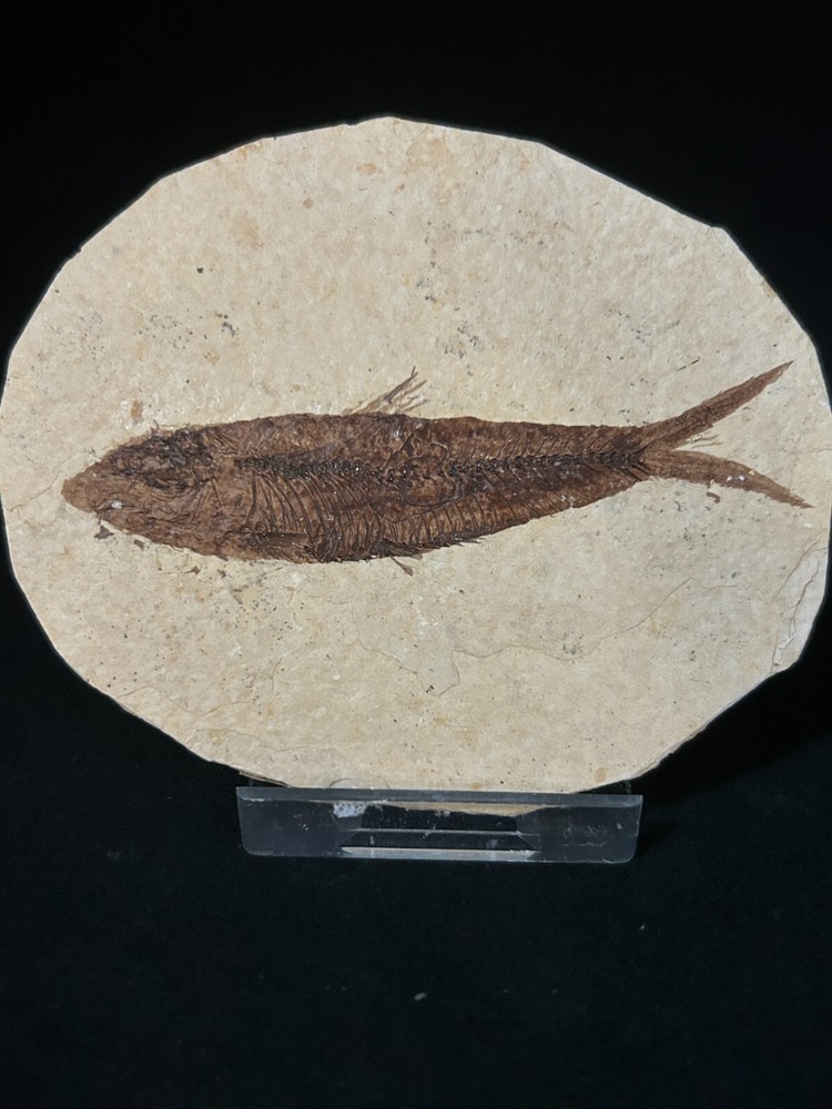 Fossil Fish